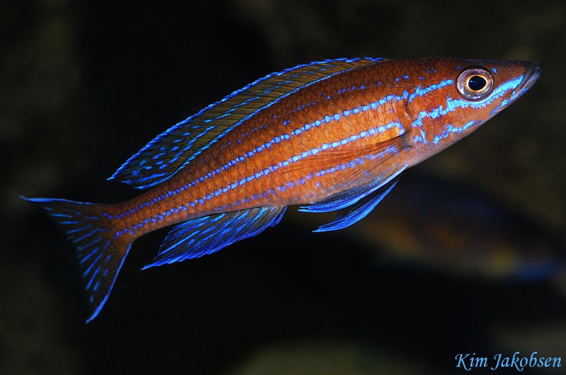 Paracyprichromis nigripinnis